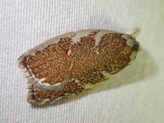 Euchaetis rhizobola