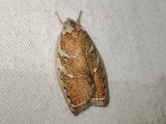 Euchaetis rhizobola