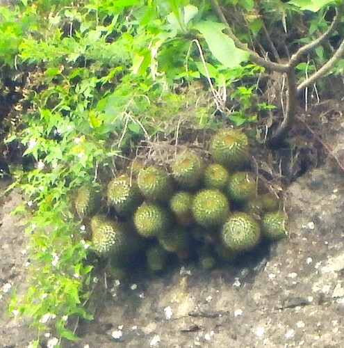 Mammillaria marksiana