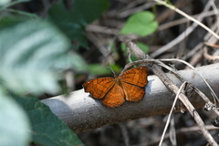 Ariadne ariadne pallidior