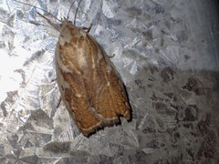 Euchaetis rhizobola