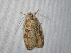 Euchaetis rhizobola