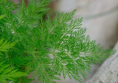 Notobubon sonderi