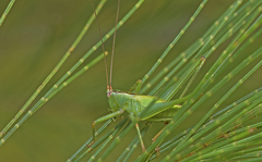 Conocephalomima barameda