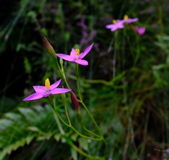 Chironia jasminoides
