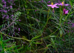 Chironia jasminoides