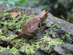 Brookesia superciliaris