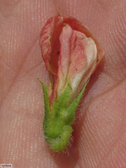Eriosema distinctum