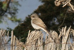 Muscicapa striata balearica