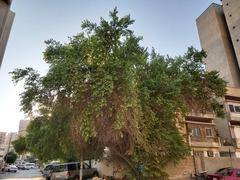 Ziziphus jujuba
