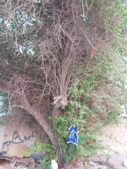 Ziziphus jujuba