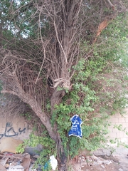 Ziziphus jujuba