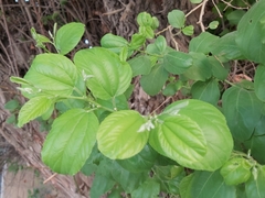 Ziziphus jujuba