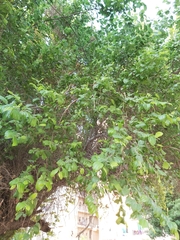Ziziphus jujuba