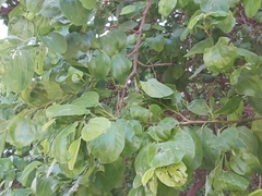 Ziziphus jujuba
