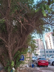 Ziziphus jujuba