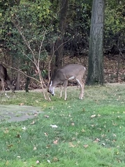 Odocoileus virginianus