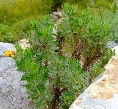 Dimorphotheca chrysanthemifolia
