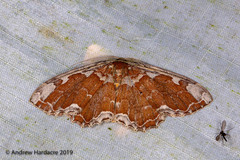 Orthoserica rufigrisea