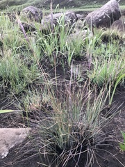 Diheteropogon filifolius