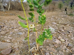 Calotropis procera image