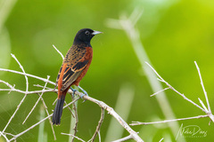 Icterus spurius spurius