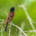 Northern Orchard Oriole - Photo (c) Miguel Díaz, some rights reserved (CC BY-NC), uploaded by Miguel Díaz
