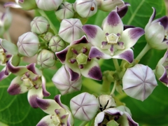 Calotropis procera image