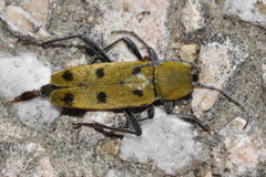 Chlorophorus glabromaculatus