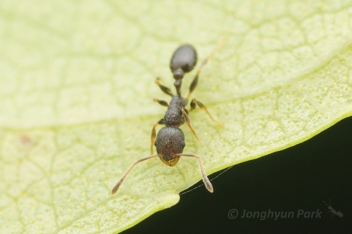 Temnothorax anteraTemnothorax antera
