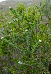 Phylica nervosa