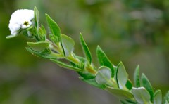 Phylica nervosa