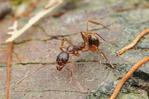 Aphaenogaster luteipesAphaenogaster luteipes