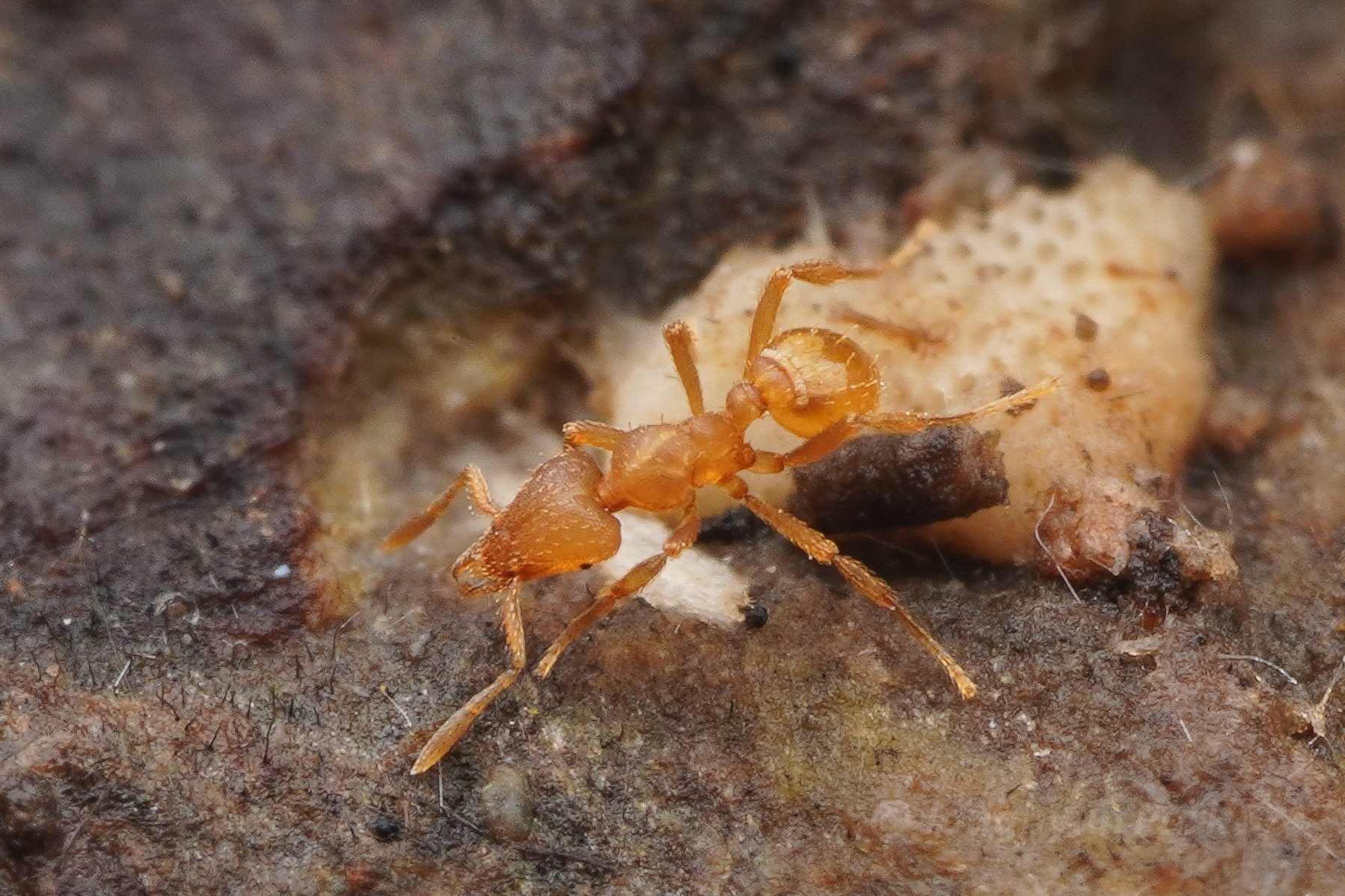 Strumigenys mutica