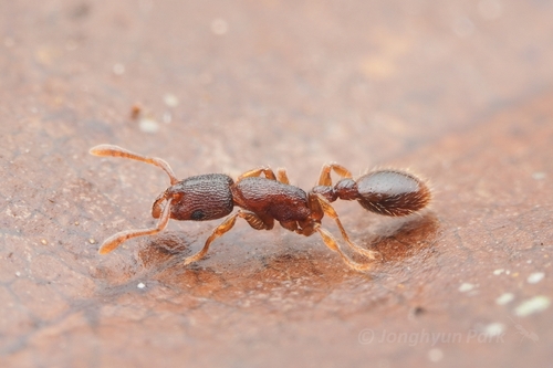 Vollenhovia benzaiVollenhovia benzai