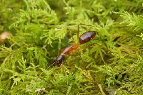 厚毛弓背蚁Camponotus monju