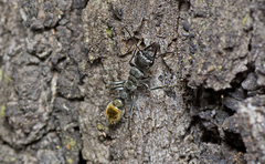 Myrmecia gilberti