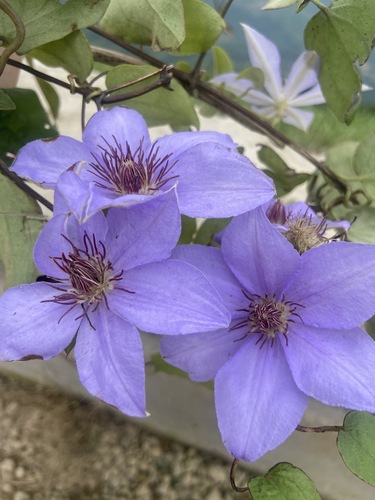 Ningpo clematis (Clematis lanuginosa)