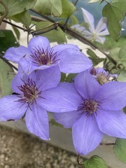 Clematis lanuginosa