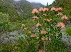 Leucospermum tottum glabrum
