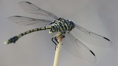 Ictinogomphus dundoensis