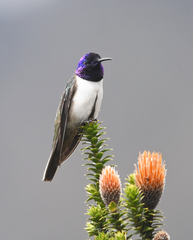 Oreotrochilus chimborazo