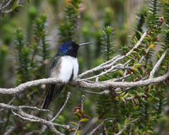 Oreotrochilus chimborazo