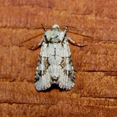Eriopygini