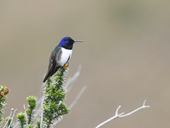 Oreotrochilus chimborazo