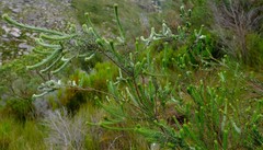 Phylica excelsa papillosa