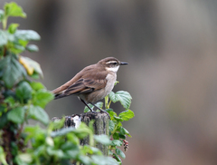 Cinclodes albidiventris