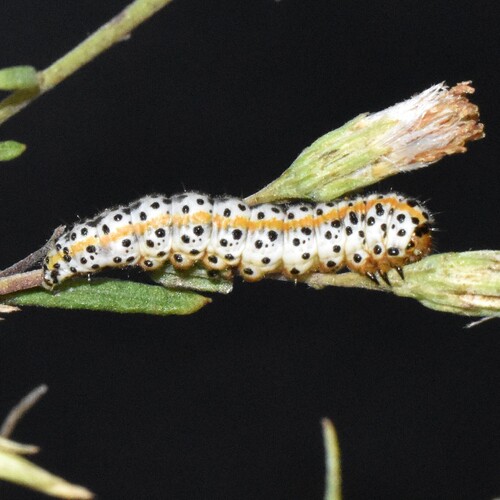 Boneset Flower Moth photo 3