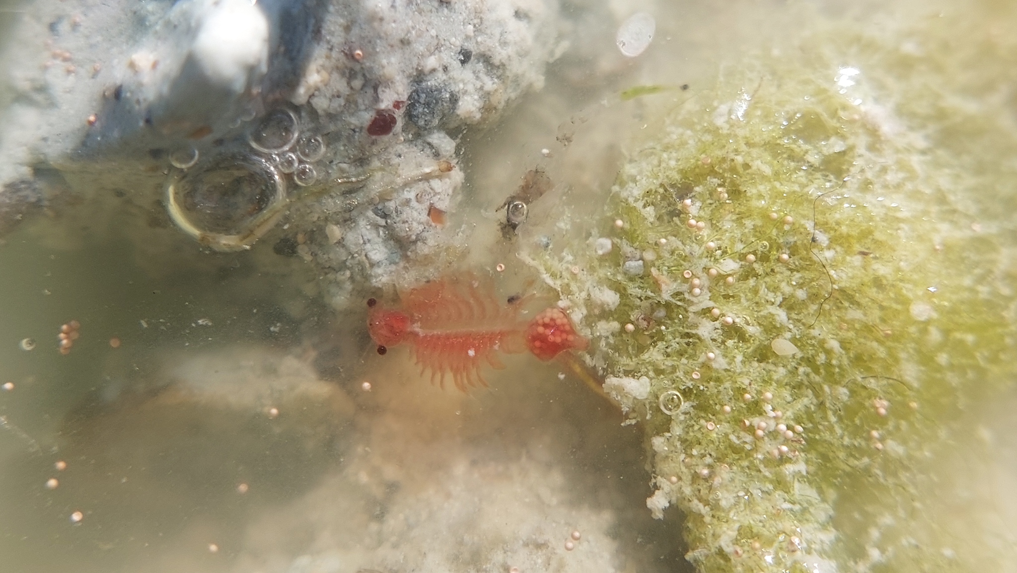 Artemia salina (Linnaeus, 1758)