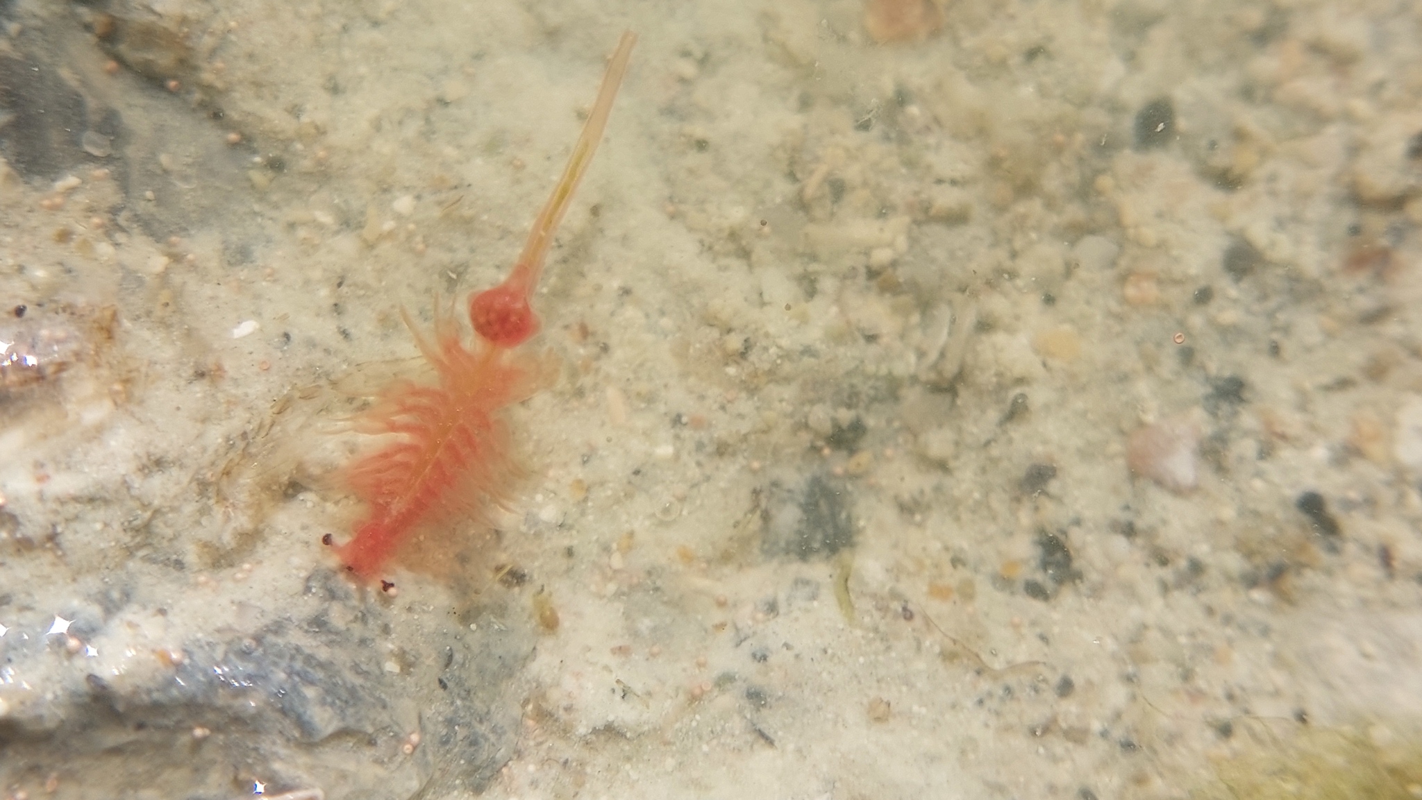Artemia salina (Linnaeus, 1758)